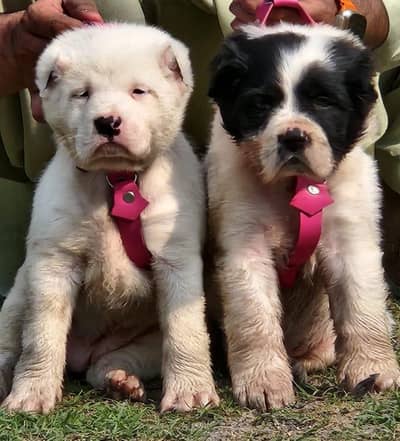 ​Top Quality King Alabai Puppies Male - 2 Months Old
