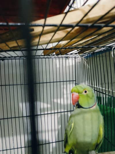 Ringneck Breeder Pair (olive male)