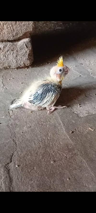 1 cocktail chick for hand tame