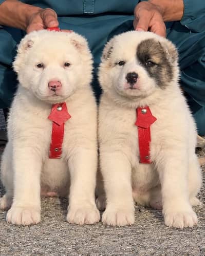 King Alabai pair pure breed security dog 2months for sale