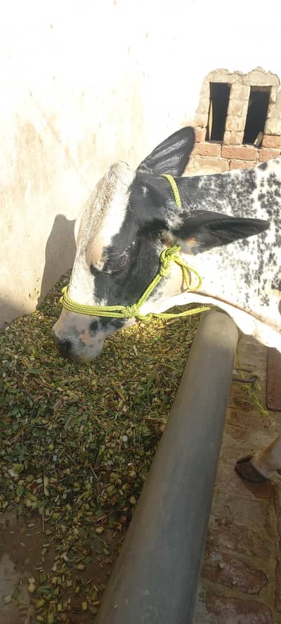 cow for sale milk 16kg guranttee