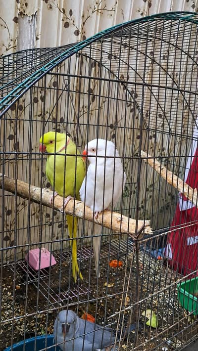 Yellow terqouise male with salety female