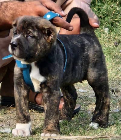 ​Top Quality King Alabai Puppies Pair - 2 Months Old