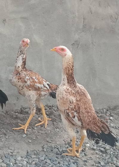 2 Aseel hens eggs laying& Aseel pathay