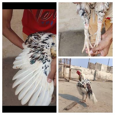 top Quality Breeder Male Aseel miawali cheena bird best for breeding