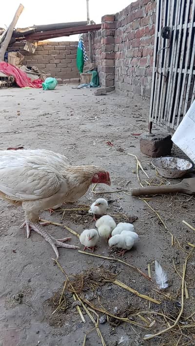03482727920 heera chicks for sale in reasonable price