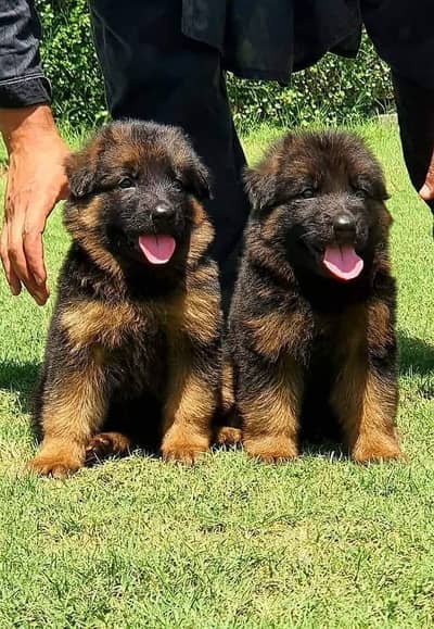 Puppy | German Shepherd Male Puppy | Long Coat Puppy | GSD For Sale