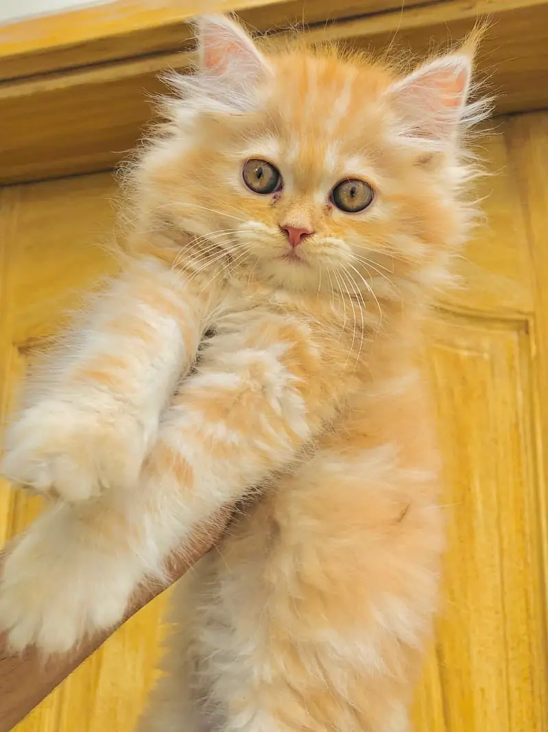 PERSIAN HIGH QUALITY KITTENS — photo 2