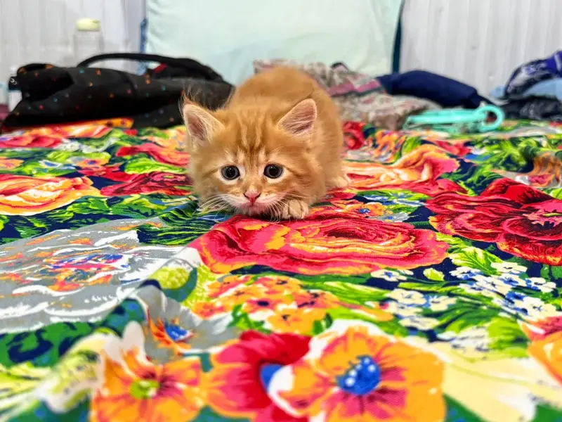 PERSIAN HIGH QUALITY KITTENS — photo 5