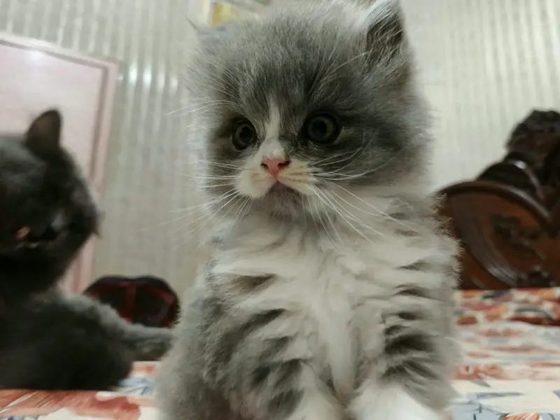 PERSIAN HIGH QUALITY KITTENS — photo 9