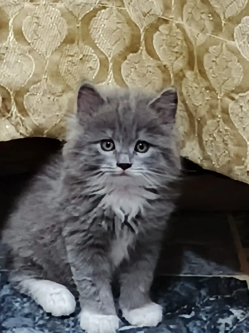 PERSIAN HIGH QUALITY KITTENS — photo 12