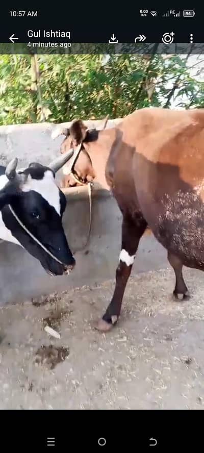 Quality Jersey breed cow for sale