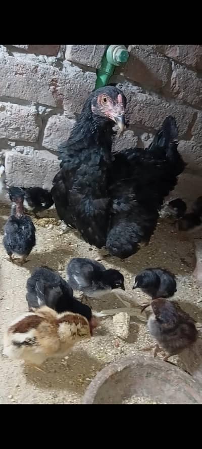 Thai cross Aseel chicks