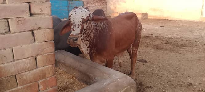 Original sahiwal