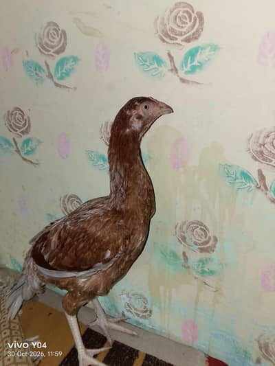 pure seel hen for sale