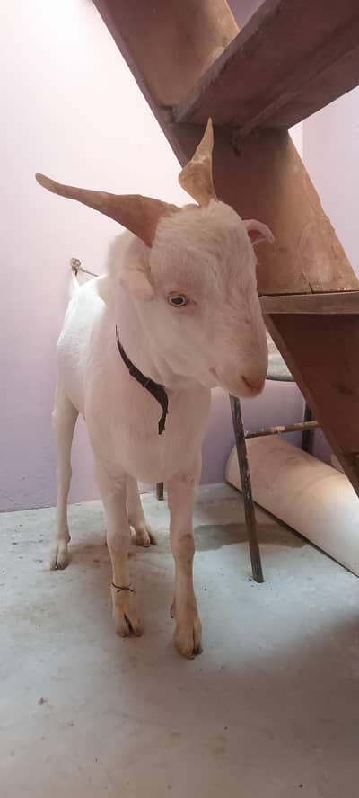 Gulabi white eyes Tedda