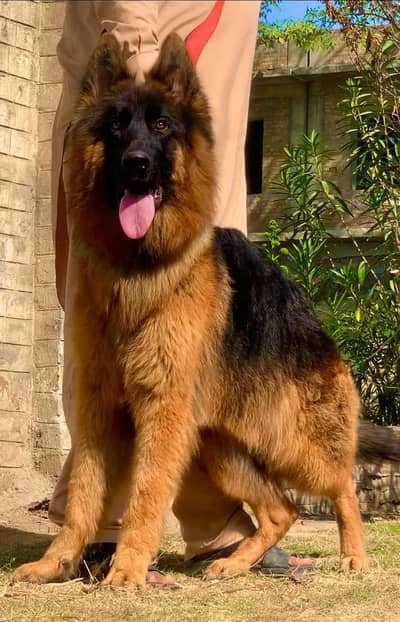 Shepherd  | Long Coat German  | Long Coat German Shepherd | GSD Dog