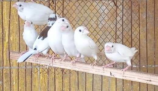 Lady Goldian Pair mix finches Banglise