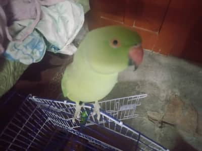 Kashmir parrot