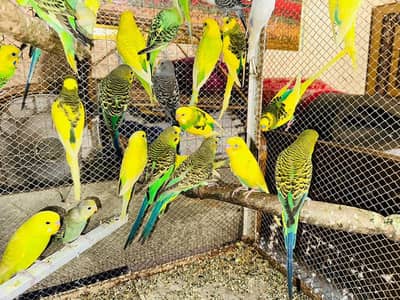 bareeder Pair Cunform