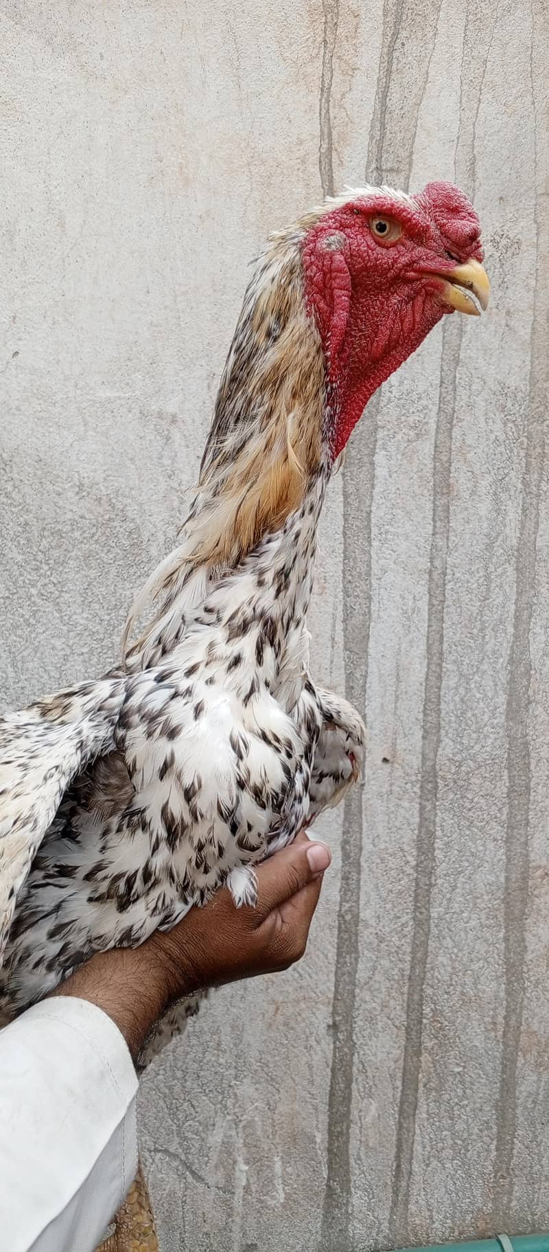 03111934098دو بریڈر چھ عدد شاموفیمیل فروخت کر رہا ہوں 1