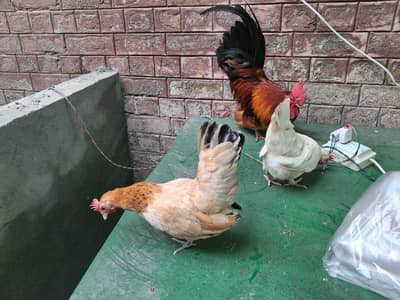 buff black tail japanese hens