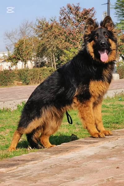 Shepherd | Long Coat German | Long Coat German Shepherd | GSD Dog