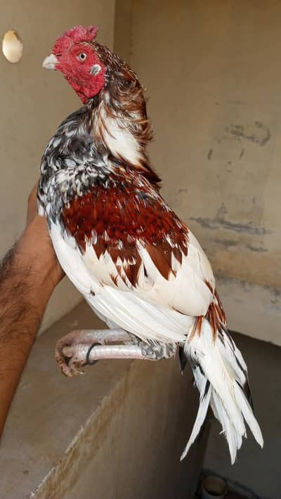 2 mianwali aseel pair for sale 03zero75seven6zero67six