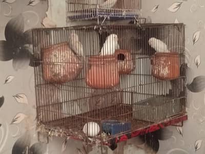 Four breeder pair Albino red or black eyes