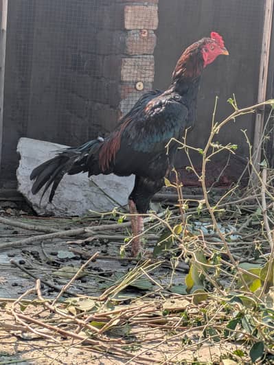 old bloodline high quality bird