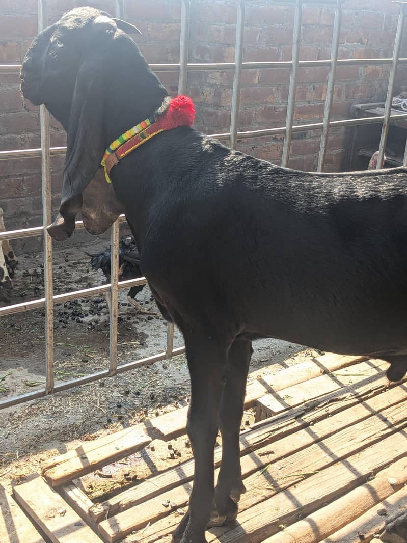 Beetal Bacha breeder 0