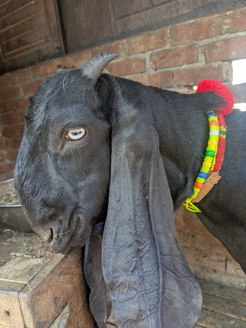 Beetal Bacha breeder 1