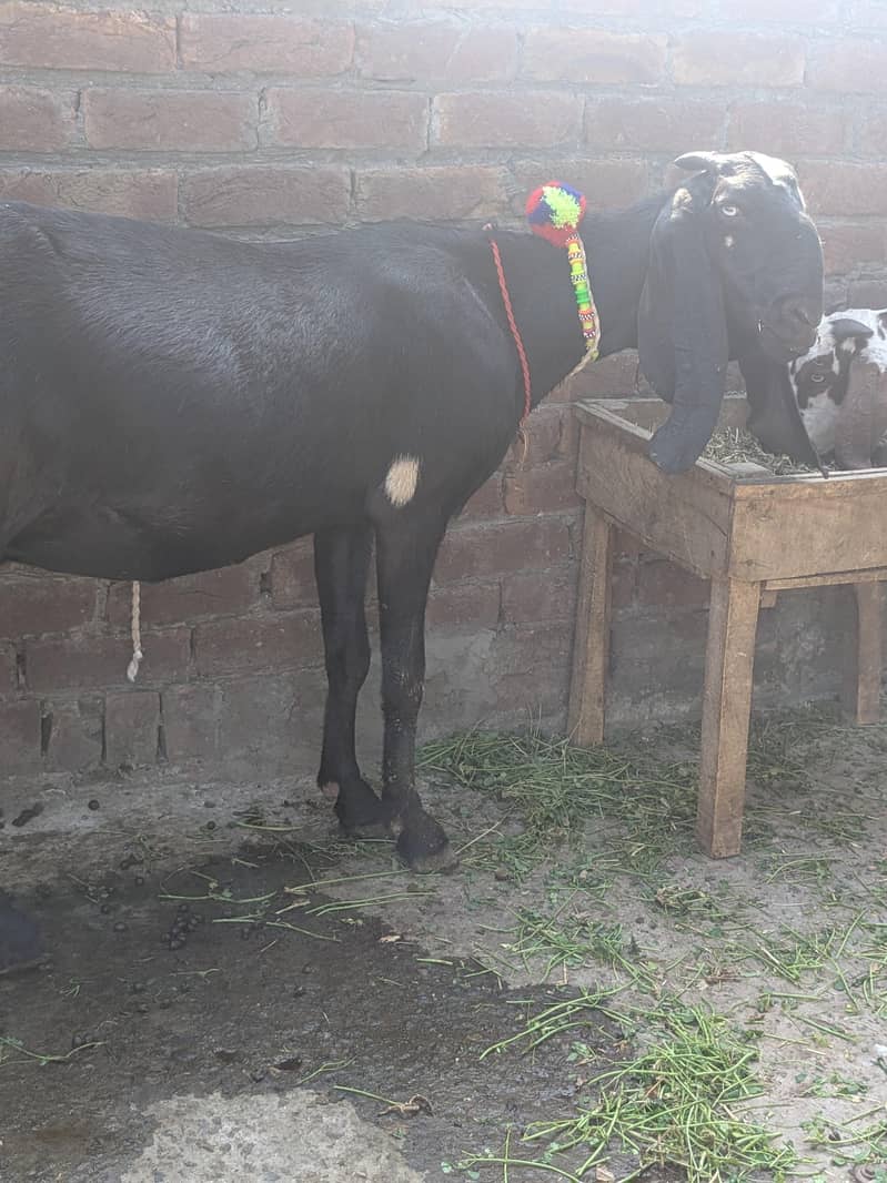 Beetal Bacha breeder 6