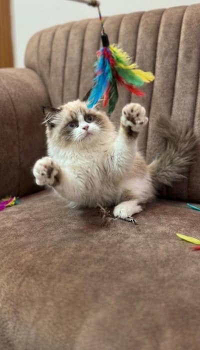 Ragdoll, Persian or Hamalayan kitten for sale (adult cats on adoption)