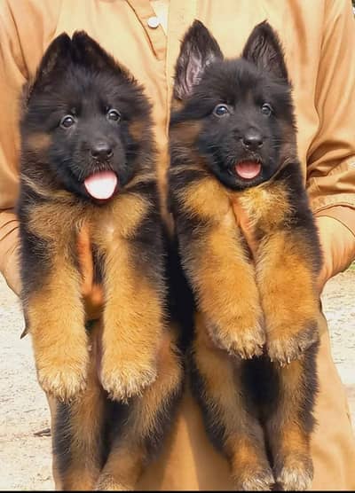 Puppy | German Shepherd Male Puppy | Long Coat Puppy | GSD For Sale