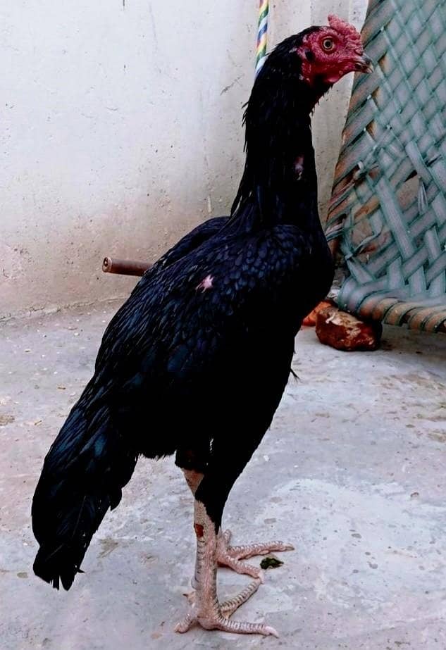 mushka lasani patha 1