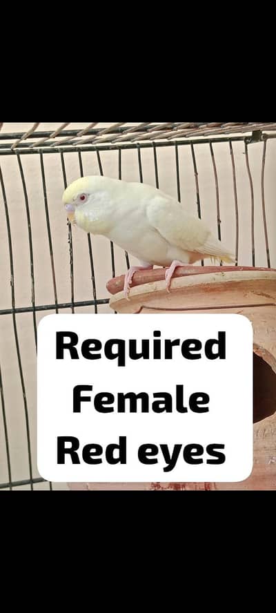 red eye female required