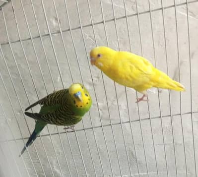 Bujdies with cage