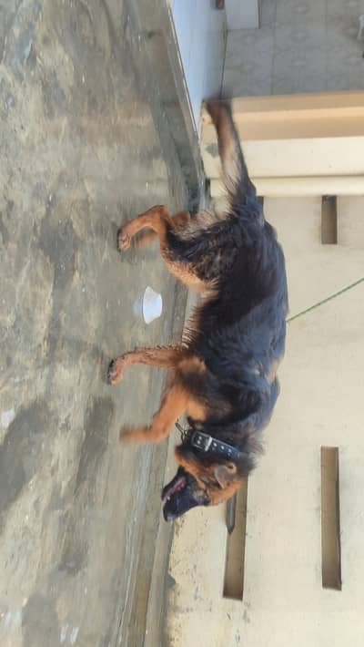 German shepherd long coat
