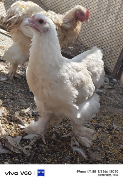 fancy hens