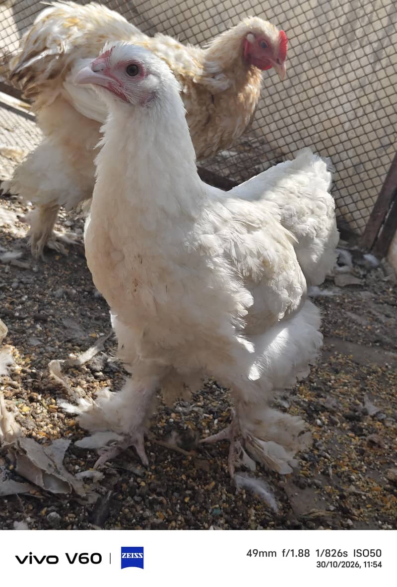 fancy hens 0