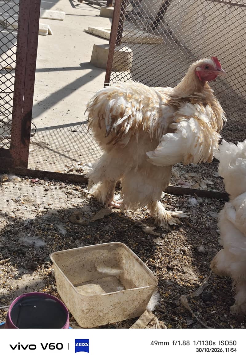 fancy hens 1