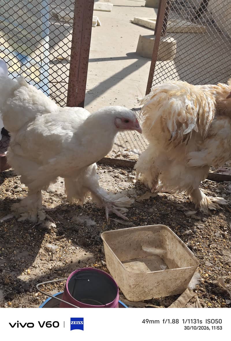 fancy hens 2