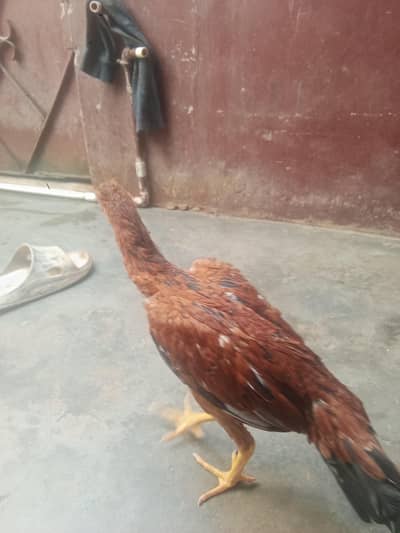 ASEEL HEN AND MISRI ROOSTER FOR SELL
