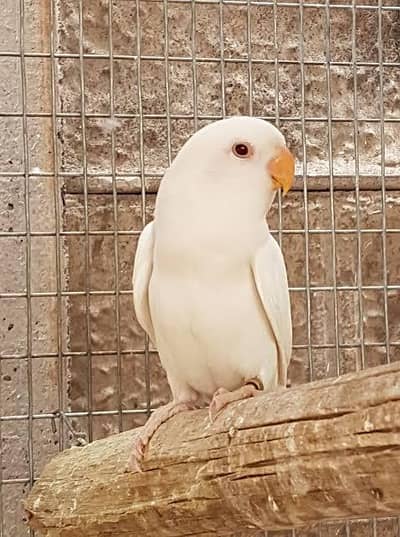 Albino Rosicolli