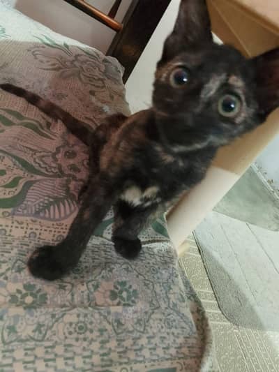 Kitten for sale