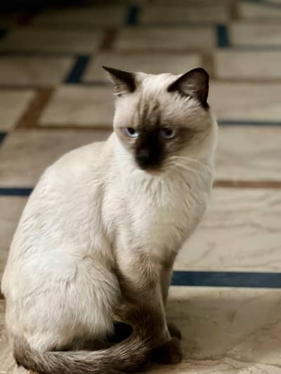 siamese male for sale