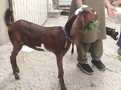 Beetal Nagri bakri female shining brown colour . only for lovers
