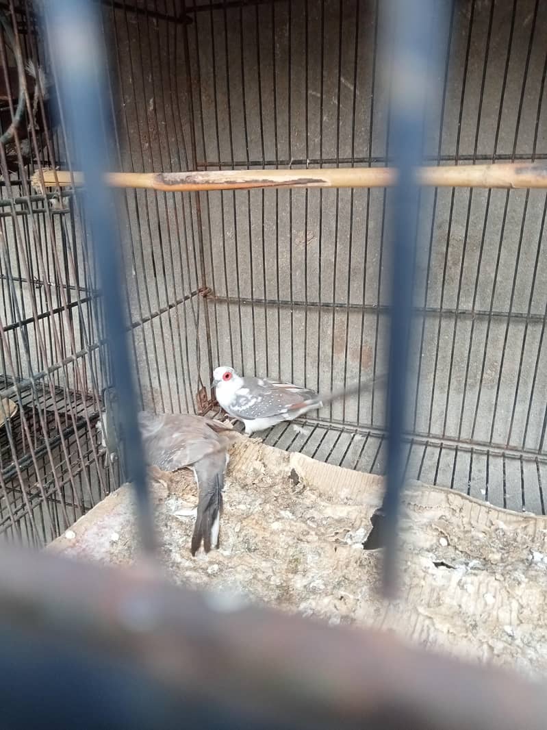 dove with chicks 3