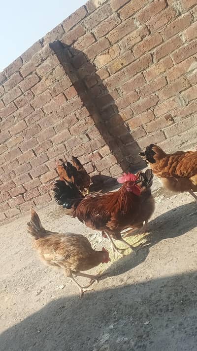 dasi male ha breader